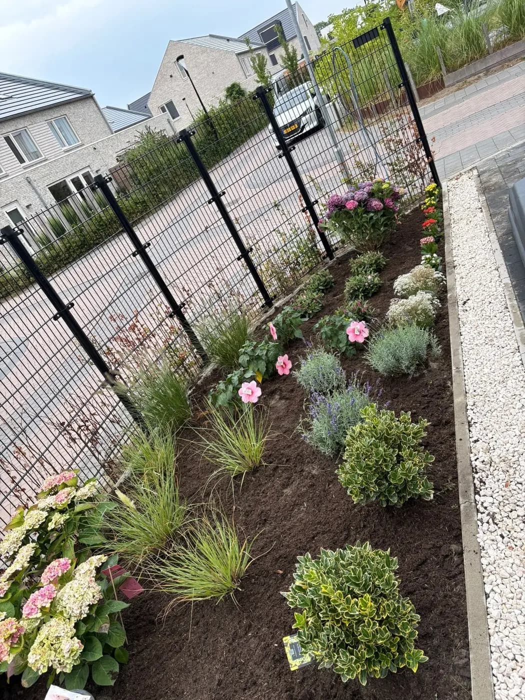 Nieuw aangeplante border met hortensia’s, siergrassen en lavendel langs een hekwerk